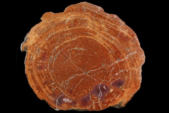 Polished Petrified Wood (Araucarioxylon) Round - Arizona #143818